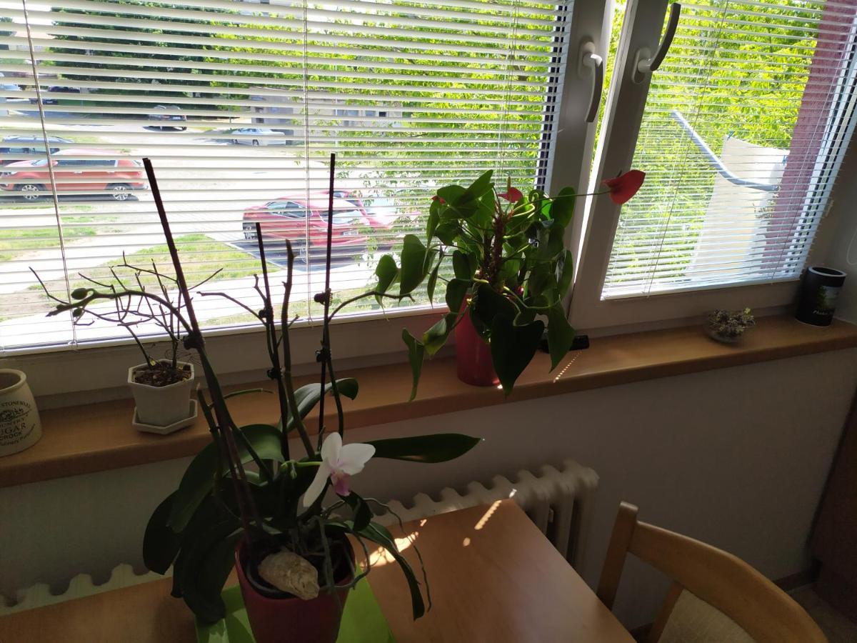 Apartment Jan